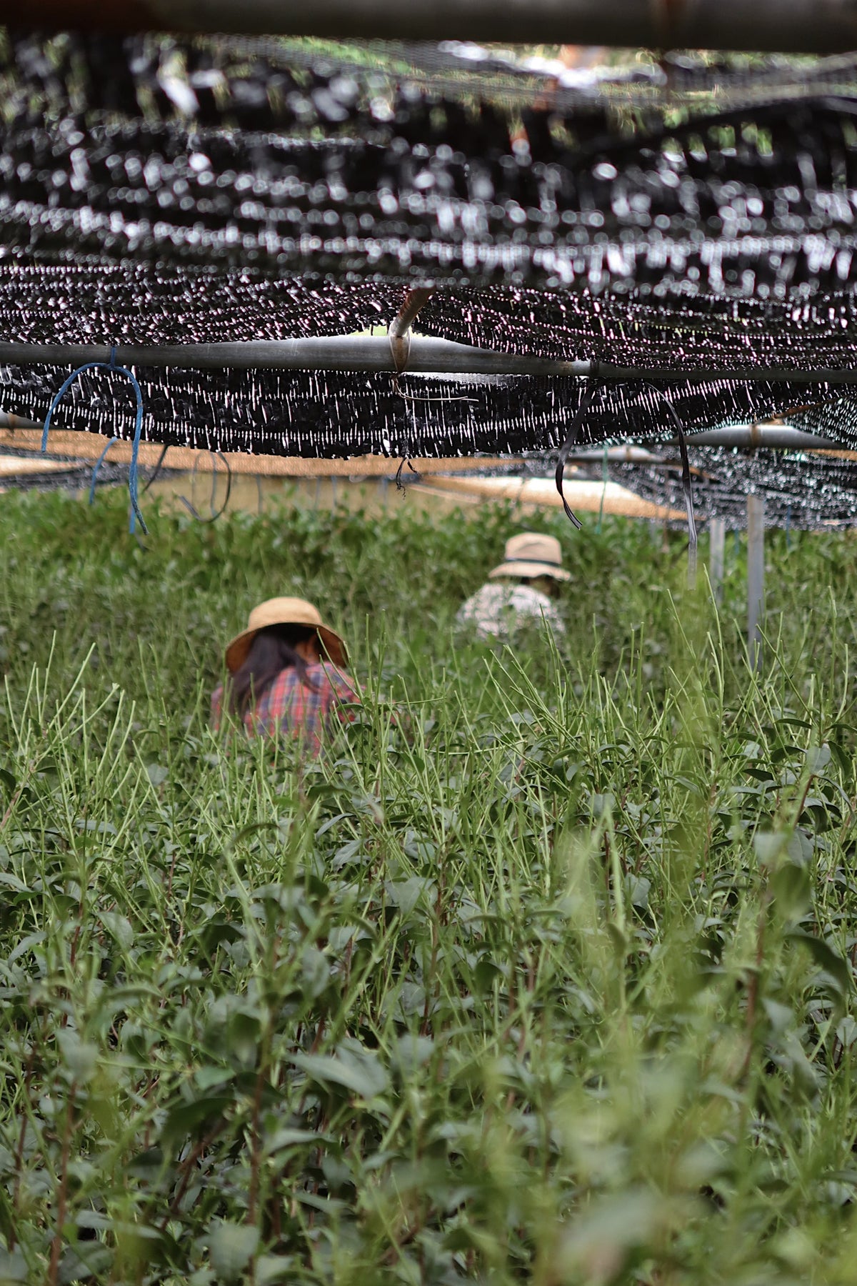 Tea grower tending green tea plants under protective shade netting