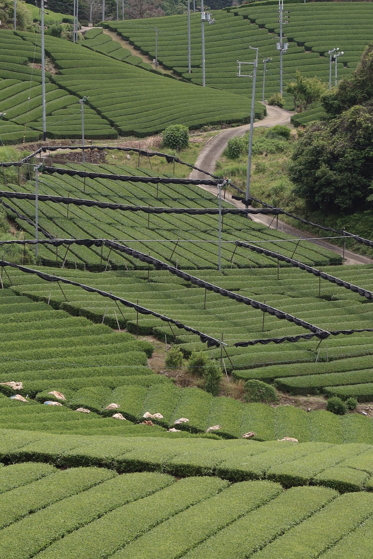Terraced green tea fields in a lush countryside landscape