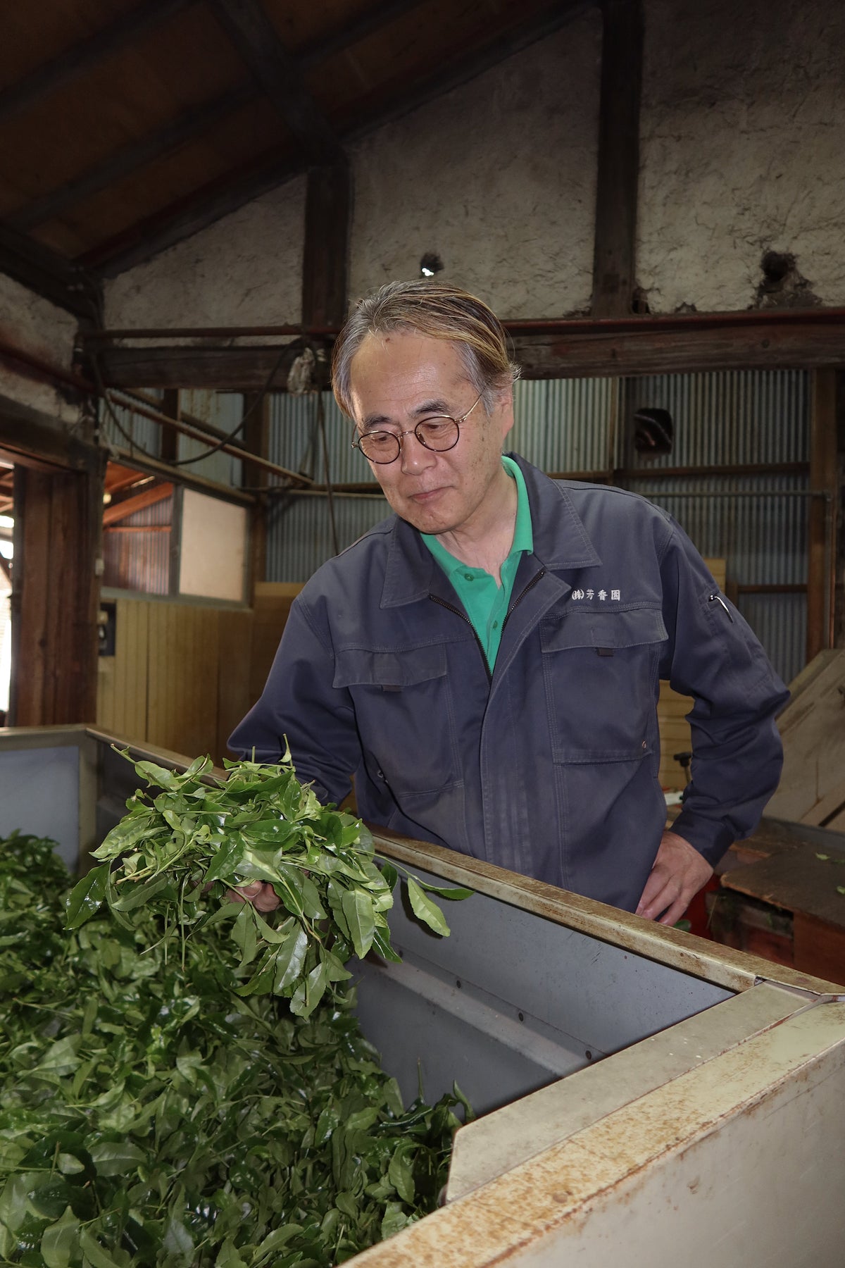 Tea producer processing freshly harvested green tea leaves at a tea facility