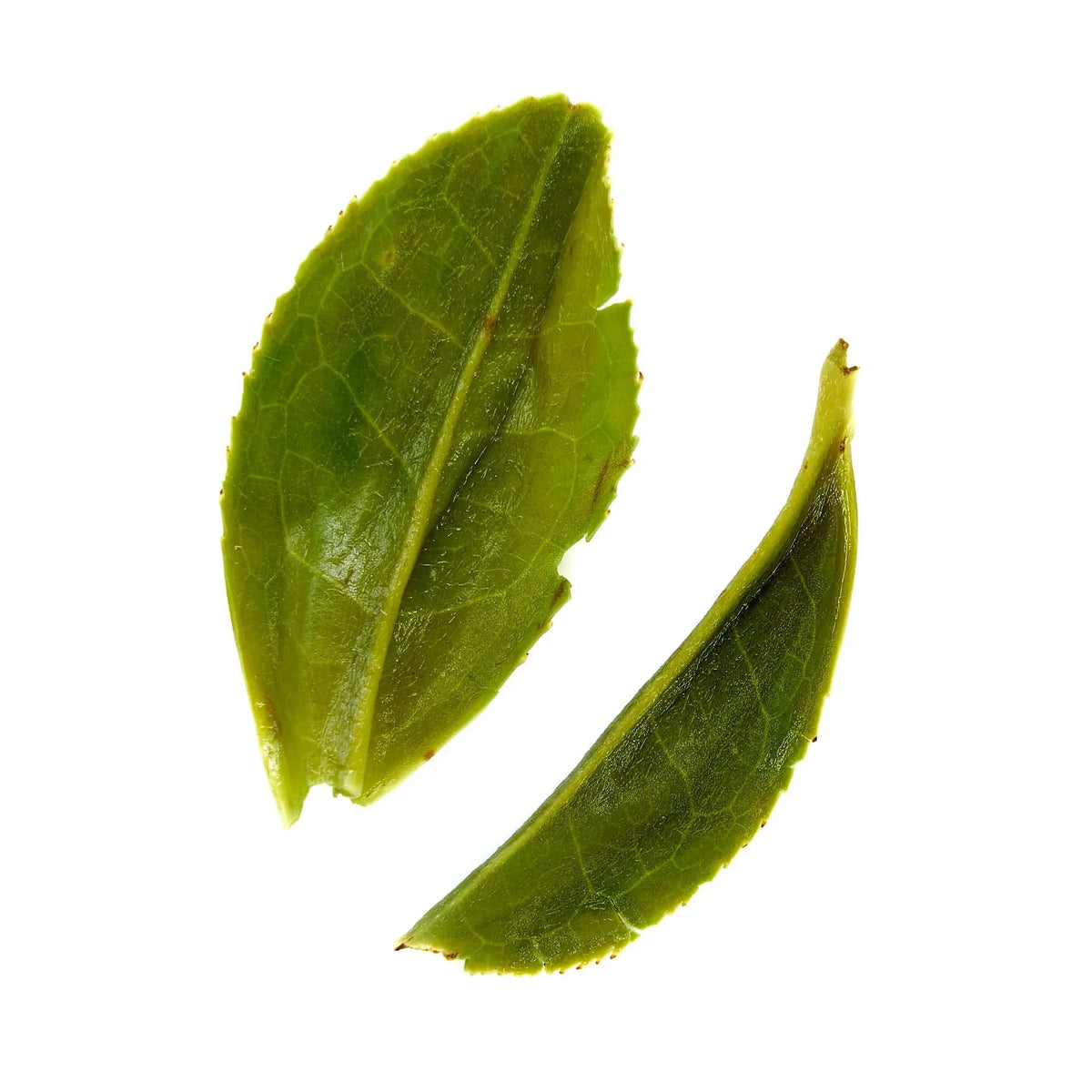 Fresh green tea leaves representing the botanical origin of Pi Lo Chun tea
